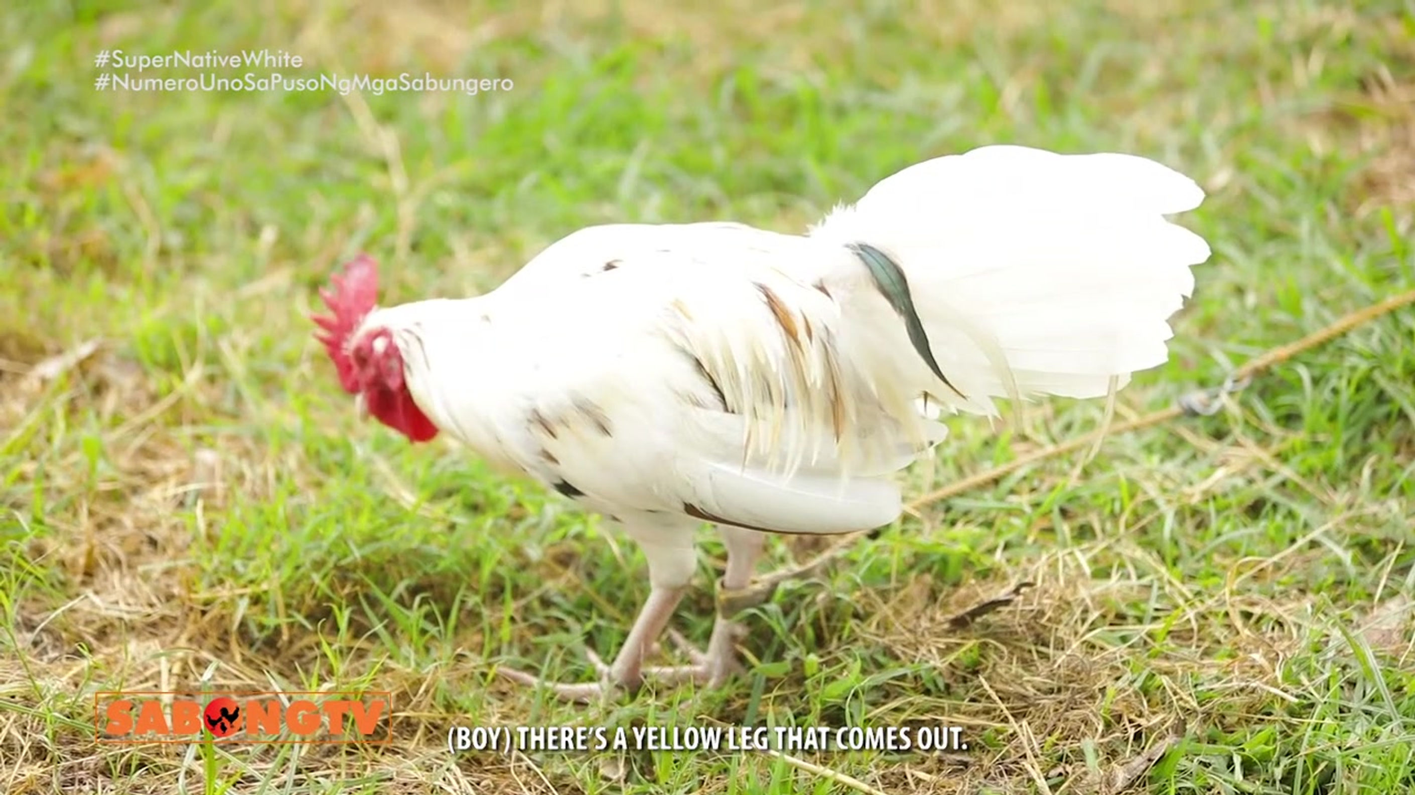 Secret White Bloodline ng Super Native Gamefarm November 6, 2022